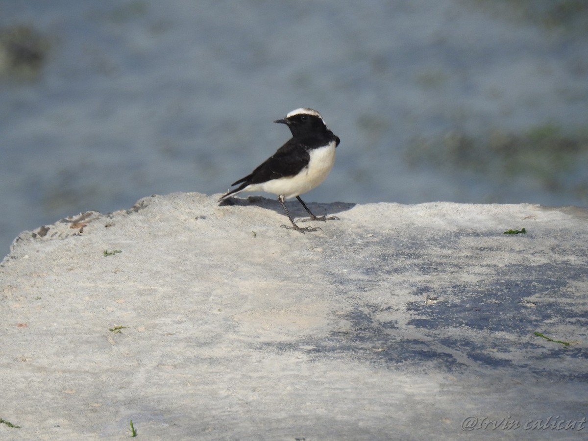 Pied Wheatear - Irvin Calicut