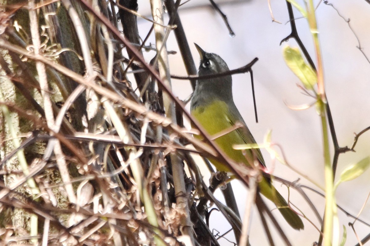 Dickichtwaldsänger - ML89123281