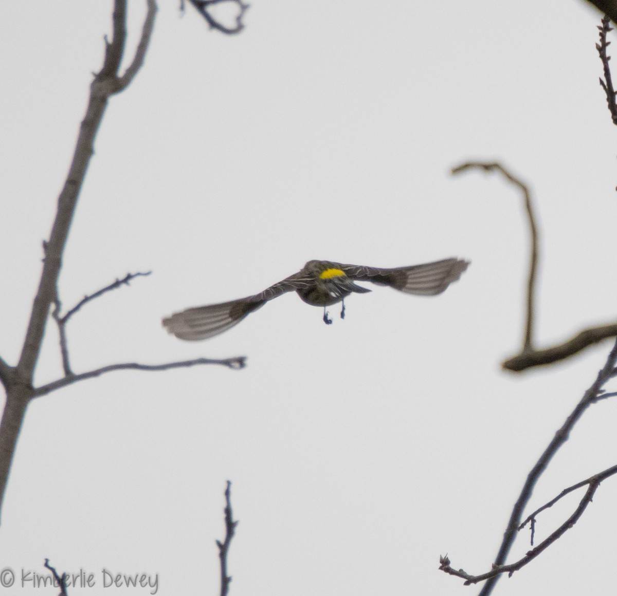 Paruline à croupion jaune - ML89125151