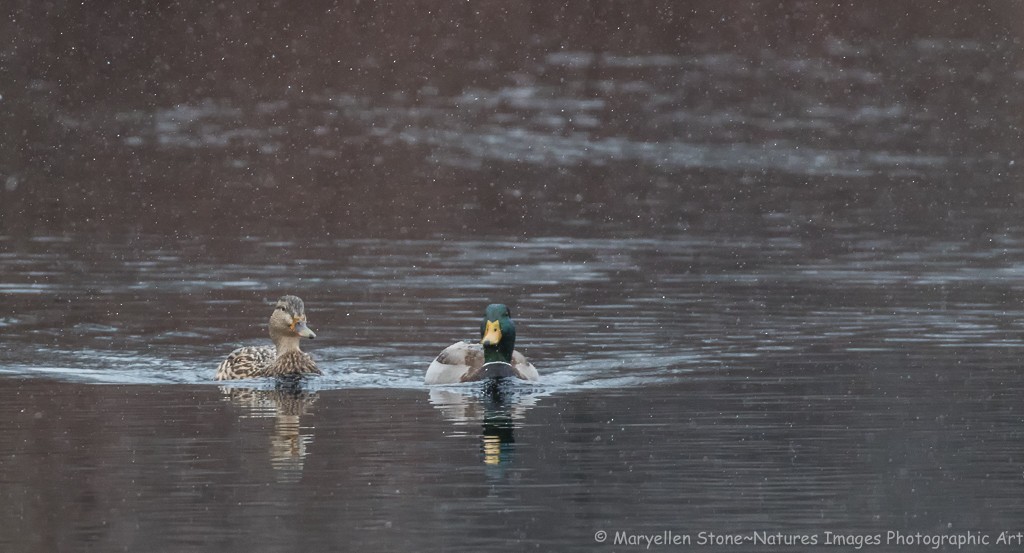 Mallard - ML89125481