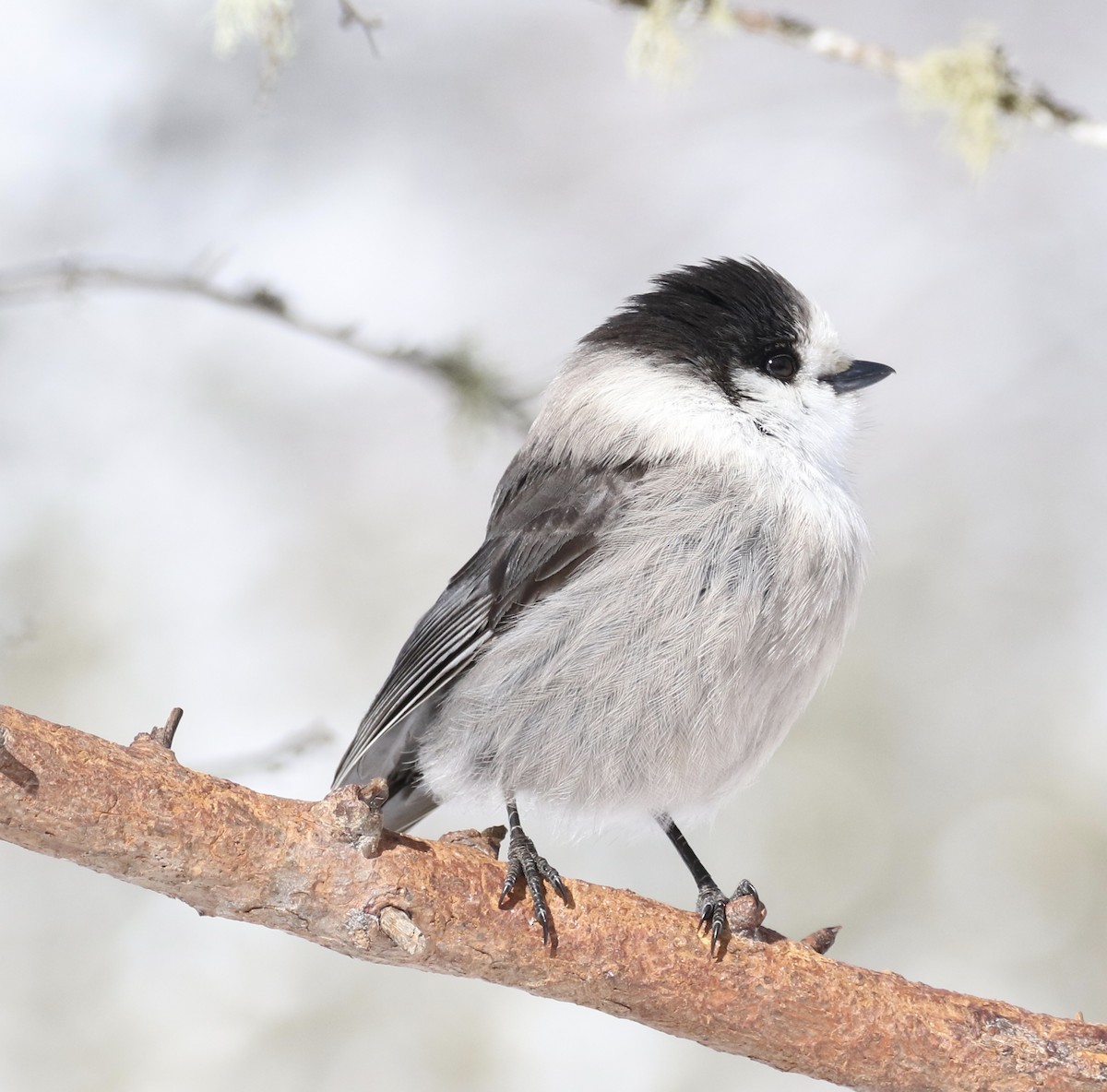 Canada Jay - ML89128791