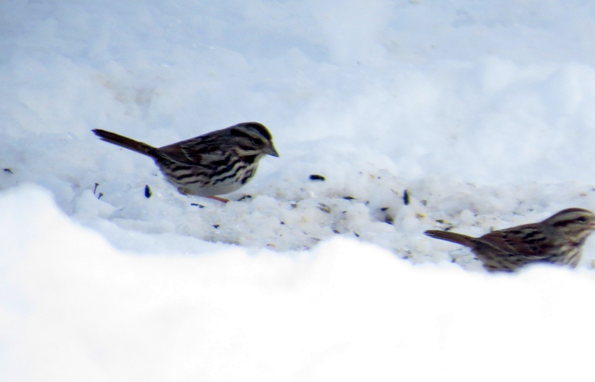 Song Sparrow - ML89130301