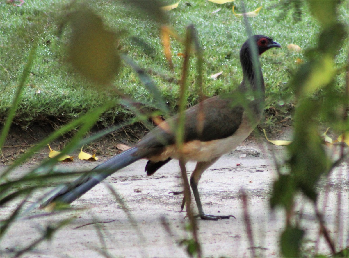 West Mexican Chachalaca - ML89131311
