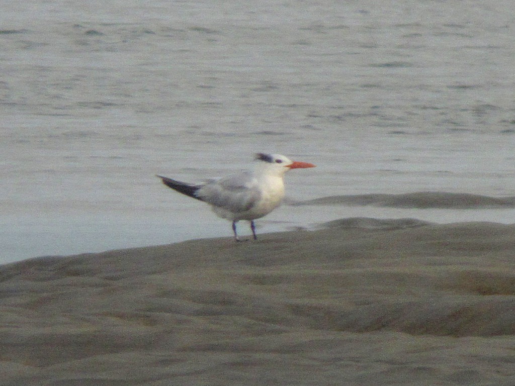 Royal Tern - Stephen Mirick