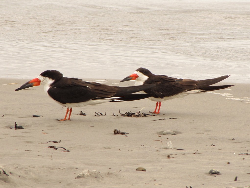 Black Skimmer - Stephen Mirick