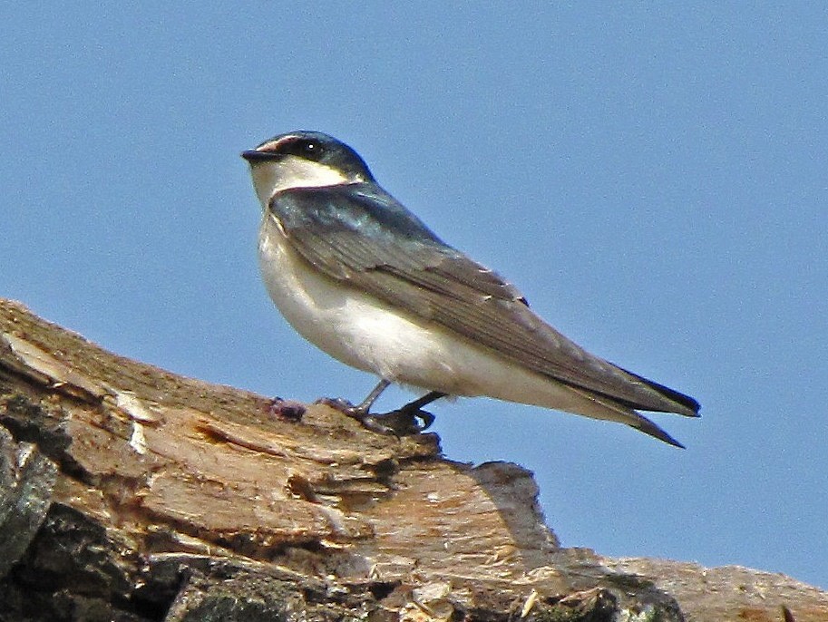 White-rumped Swallow - ML89134721