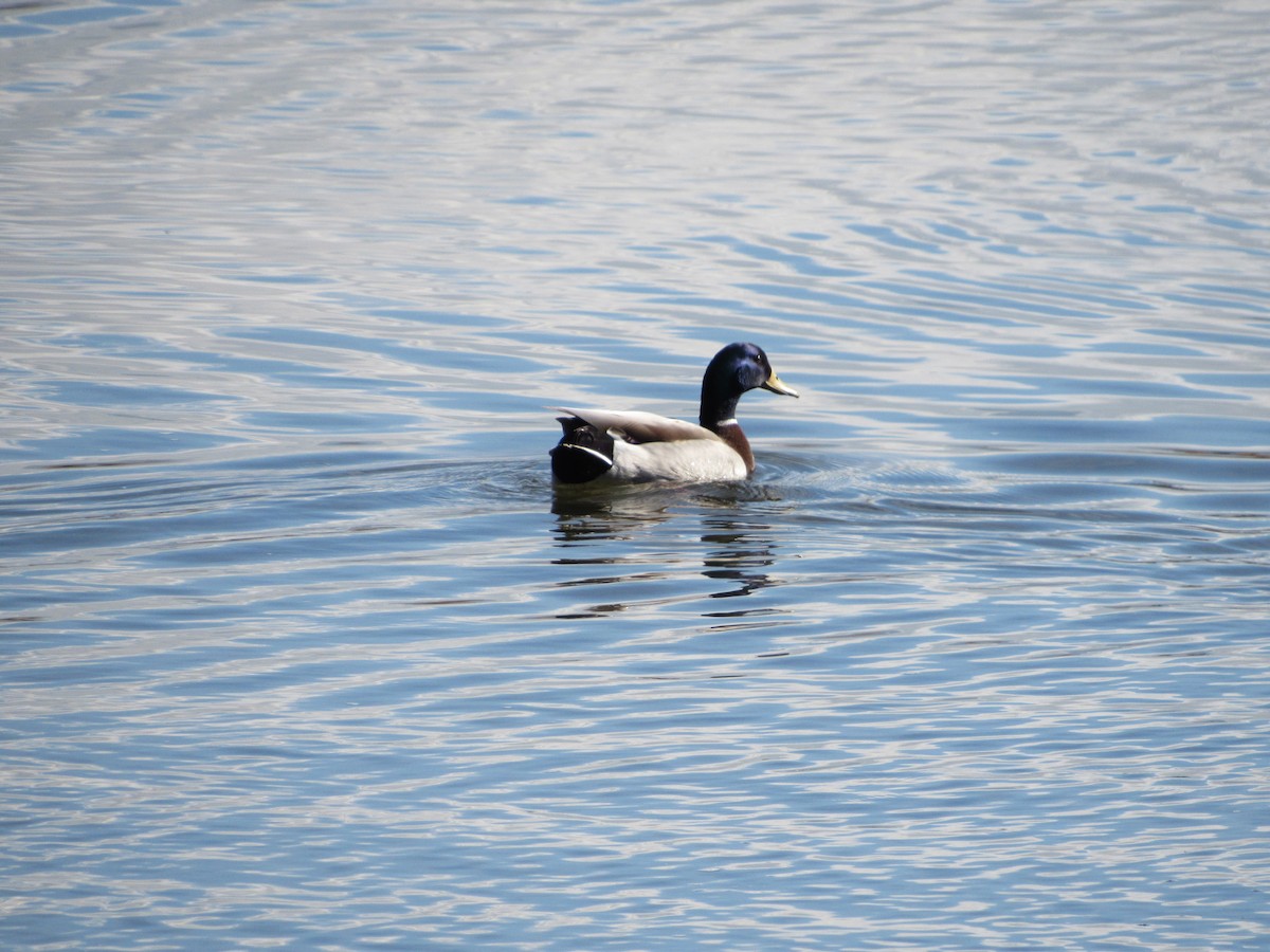 Mallard - Mark Patterson