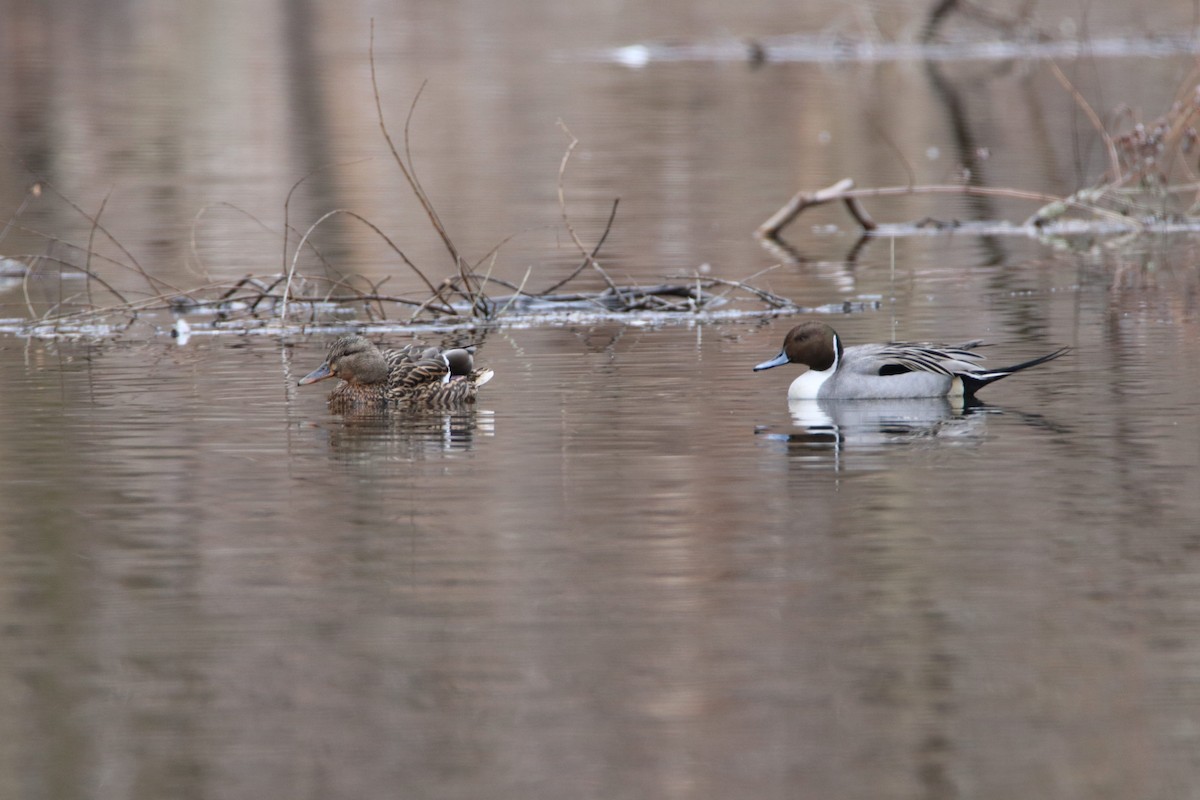 Northern Pintail - ML89136551