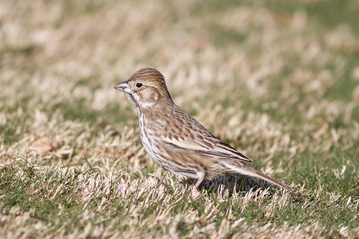 Lark Bunting - ML89142481