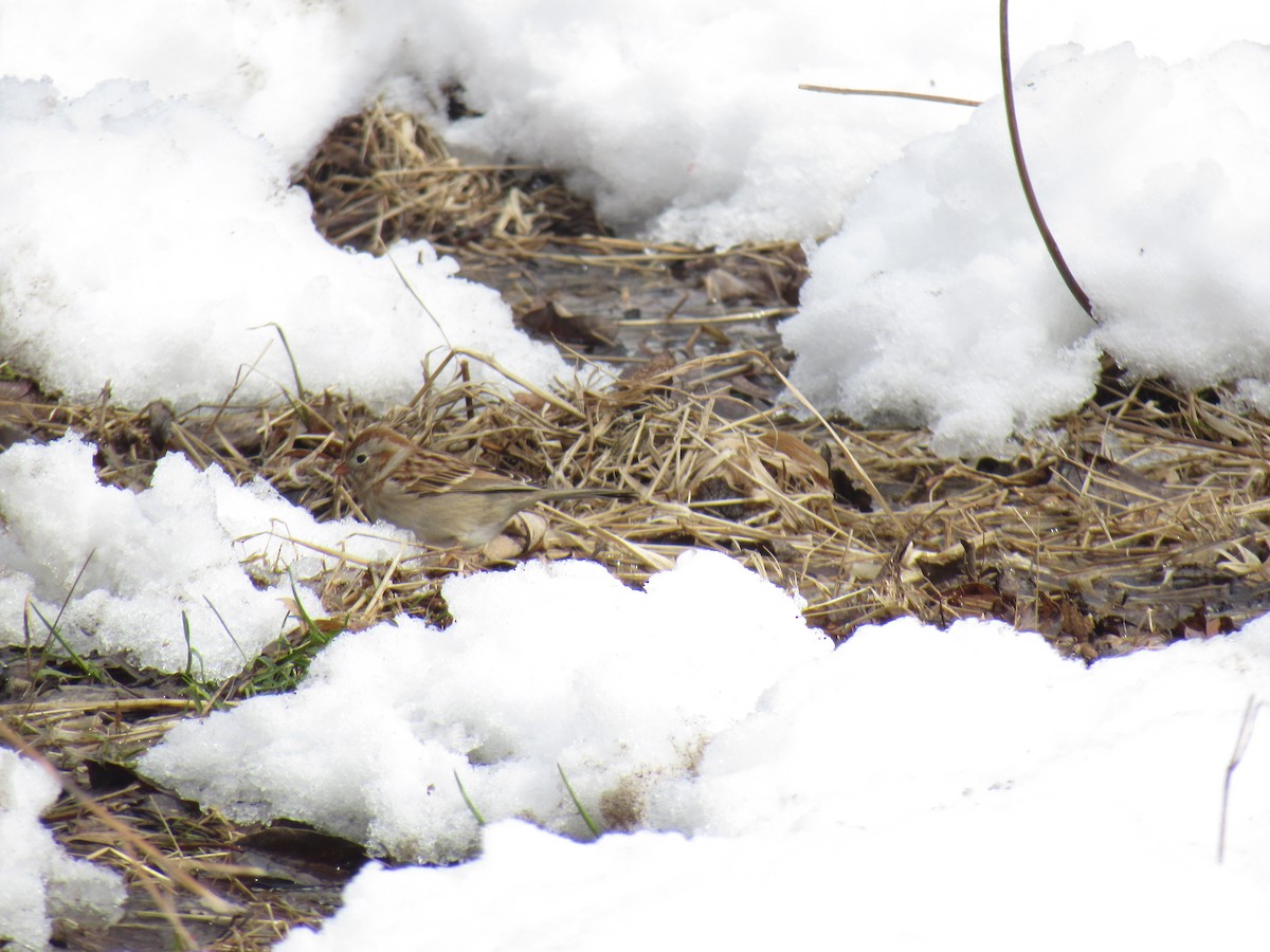 Field Sparrow - ML89144631