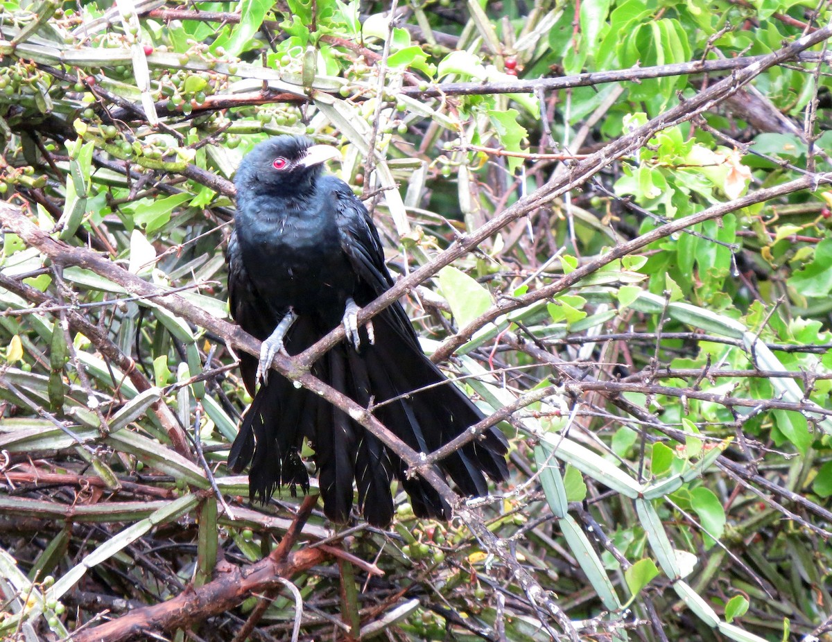 Asian Koel - Karen Halliday