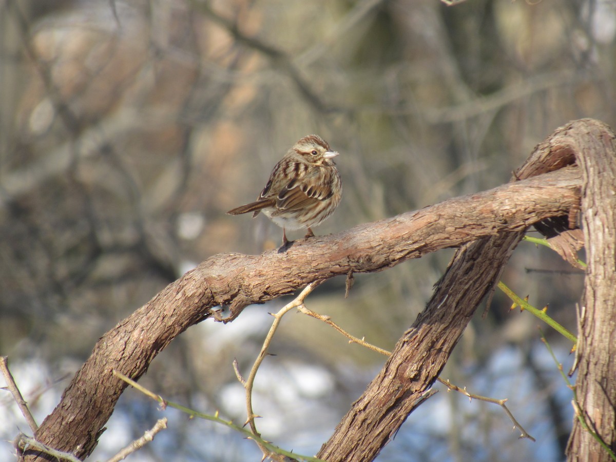 Song Sparrow - ML89144991