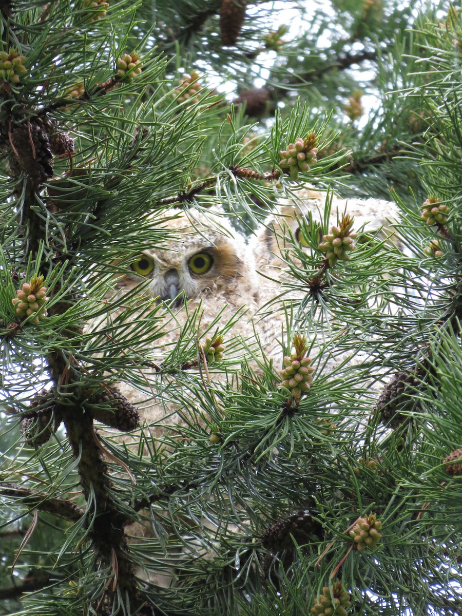 Great Horned Owl - ML89145741