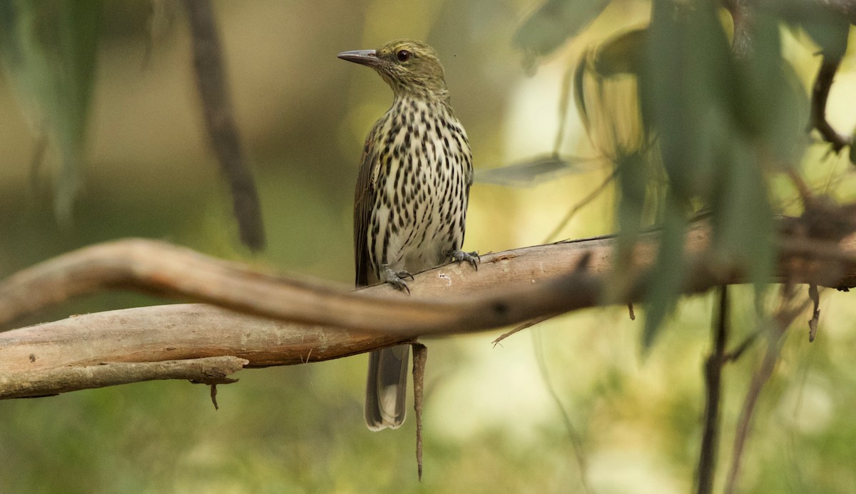 Oropéndola Estriada - ML89146801