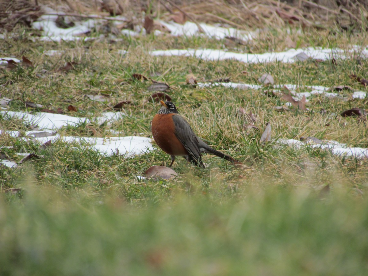 American Robin - ML89147091