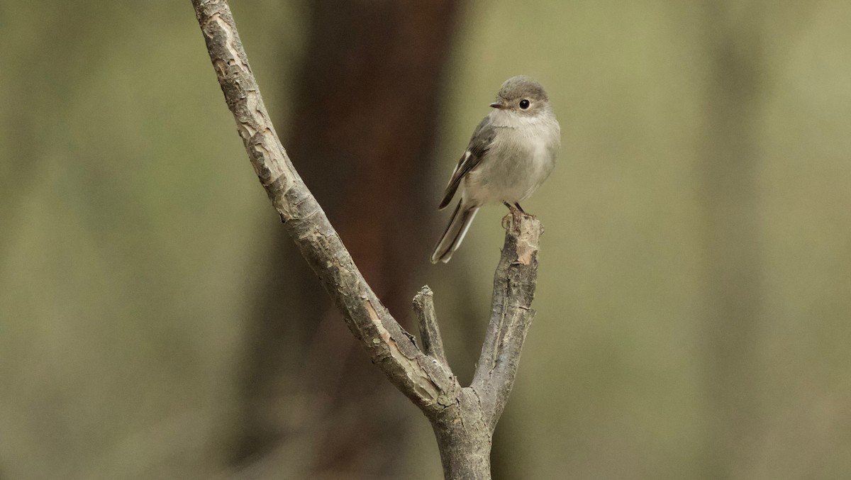 Petroica Rosada - ML89149051