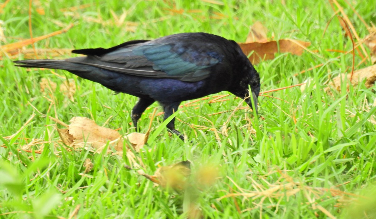 Shiny Cowbird - ML89149891