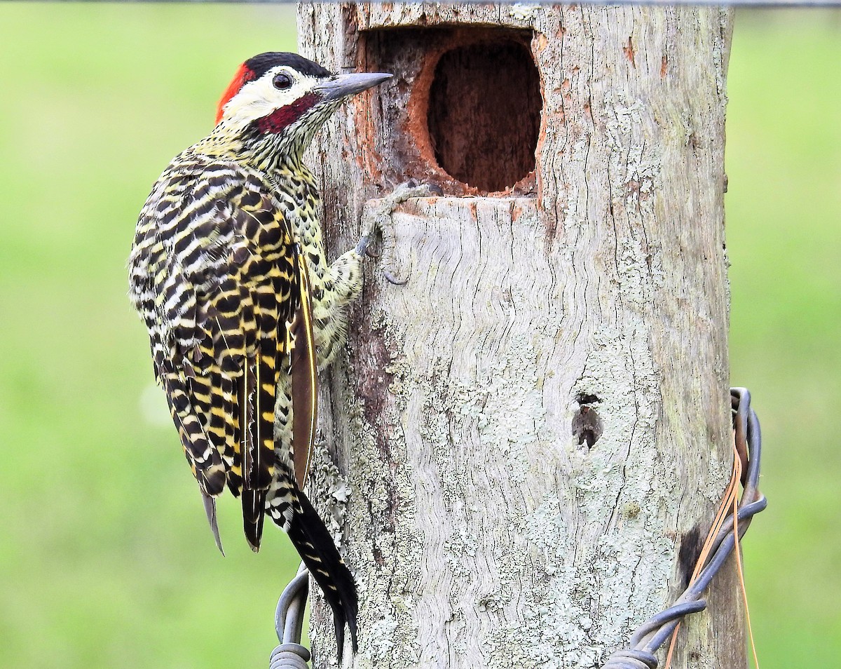 Green-barred Woodpecker - ML89150181