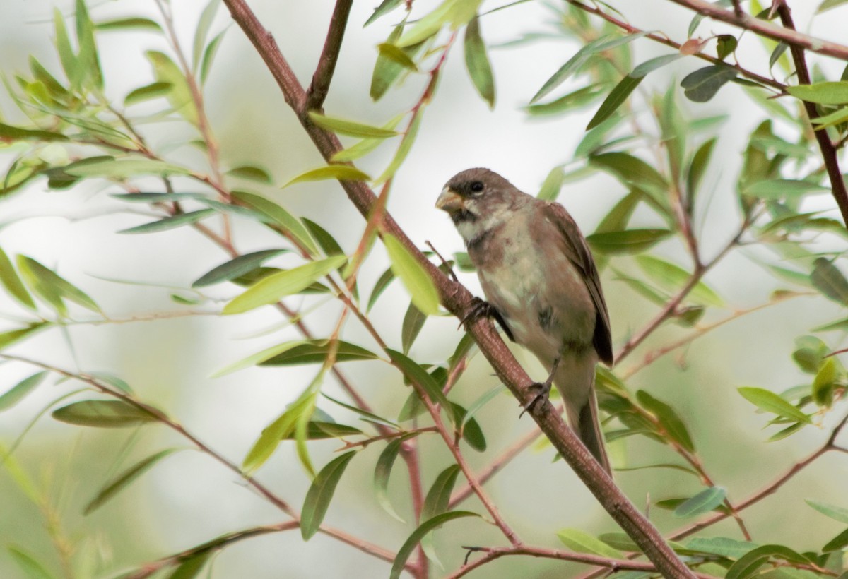 Double-collared Seedeater - ML89150501