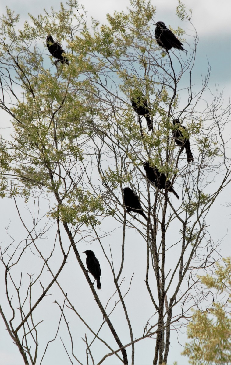 Chestnut-capped Blackbird - ML89150591