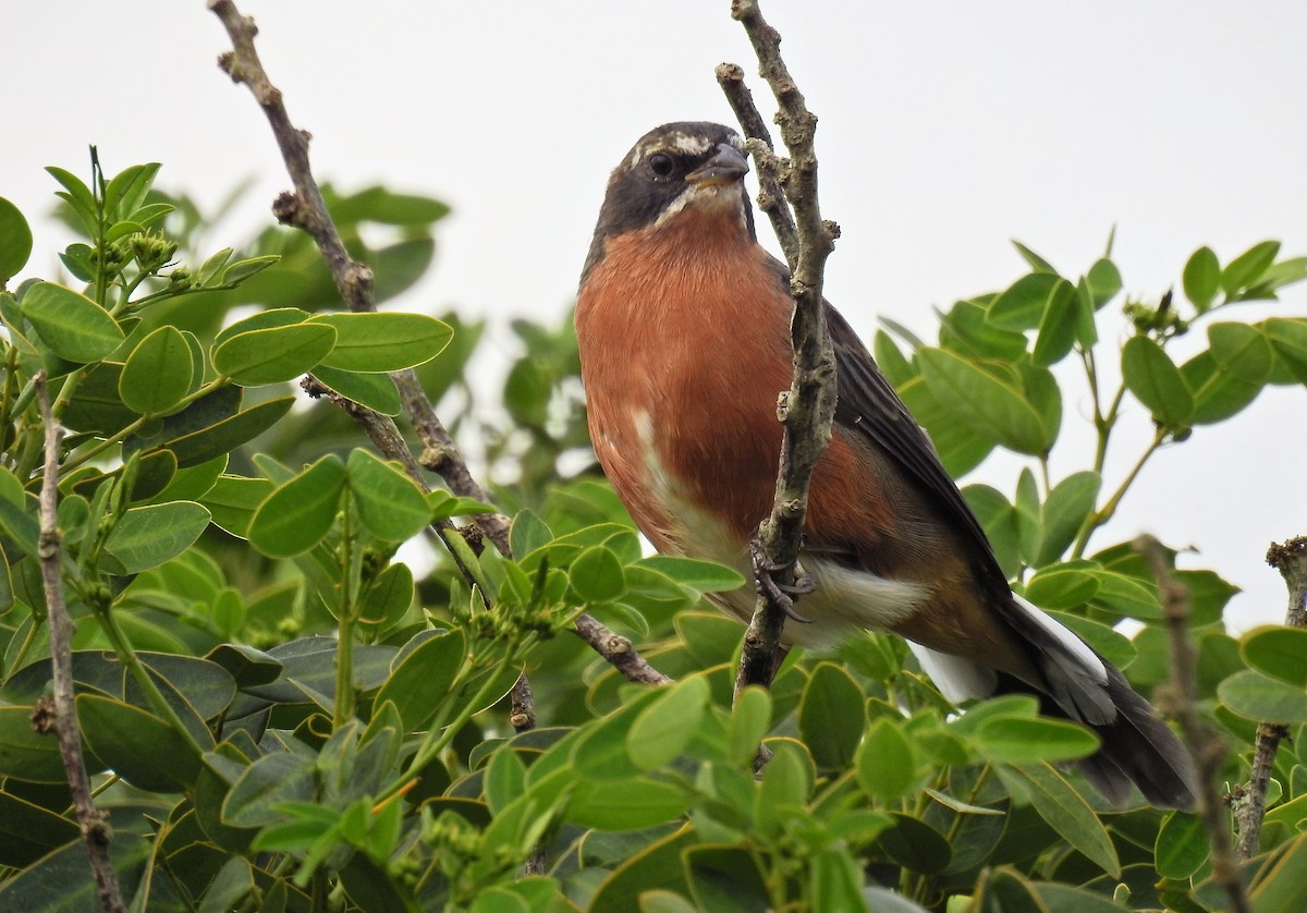 Black-and-rufous Warbling Finch - ML89150941