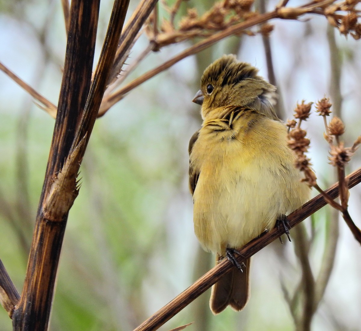 Double-collared Seedeater - ML89151041