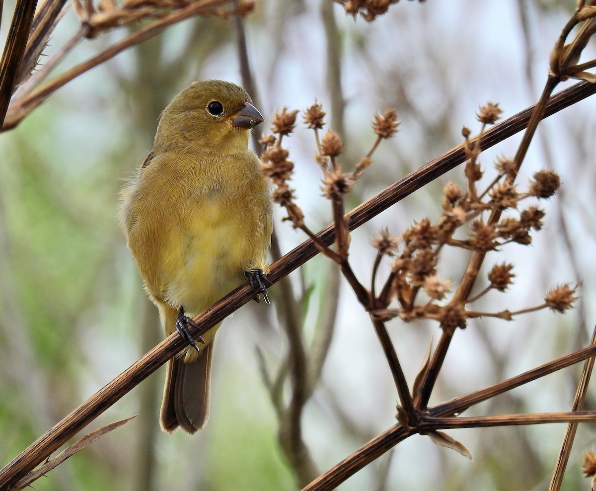 Double-collared Seedeater - ML89151071