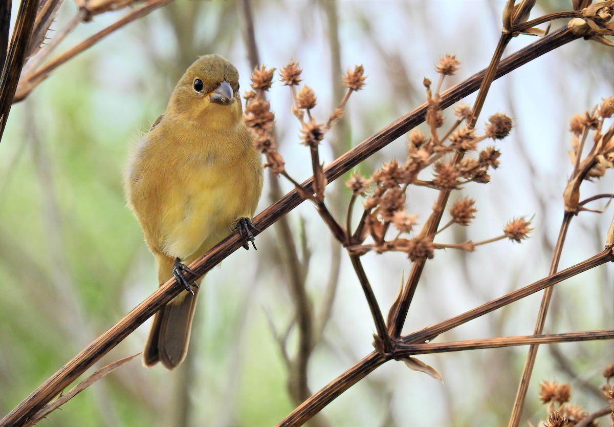 Double-collared Seedeater - ML89151081