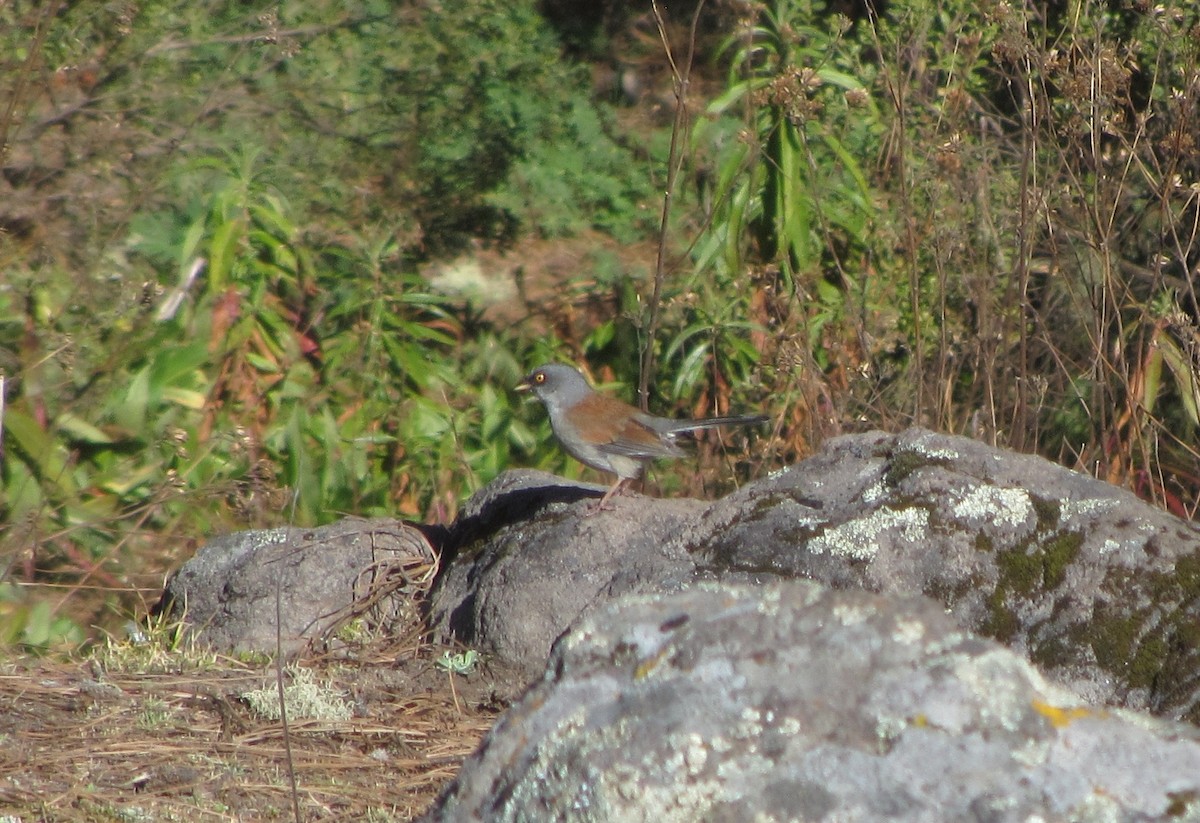 Junco aux yeux jaunes - ML89152001