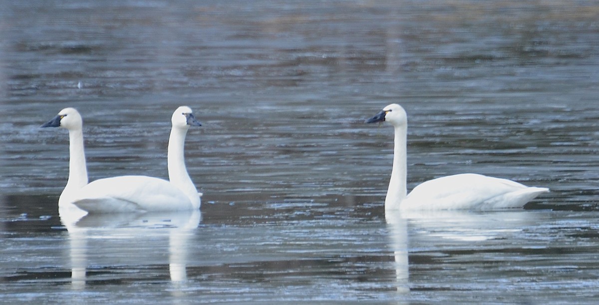 Tundra Swan - ML89154371