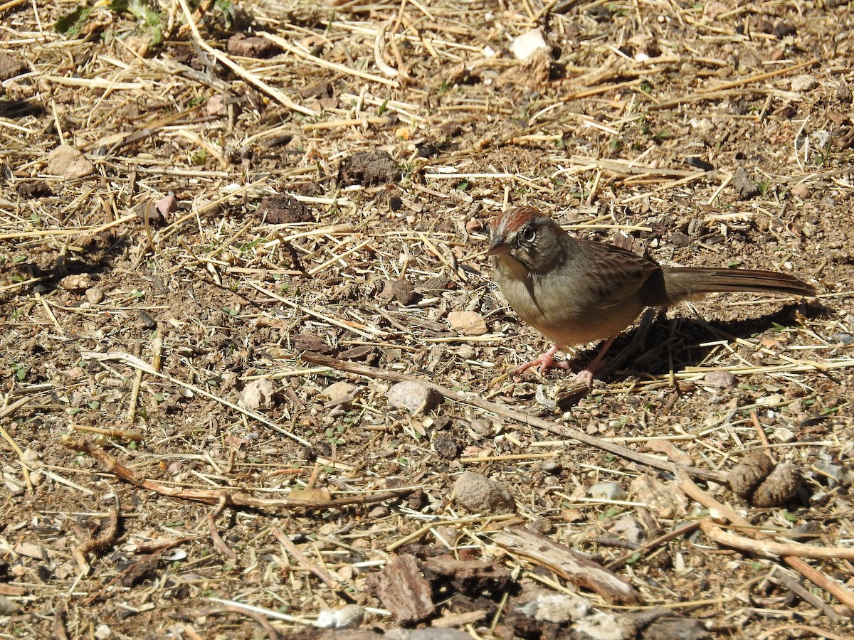Rufous-crowned Sparrow - ML89154721