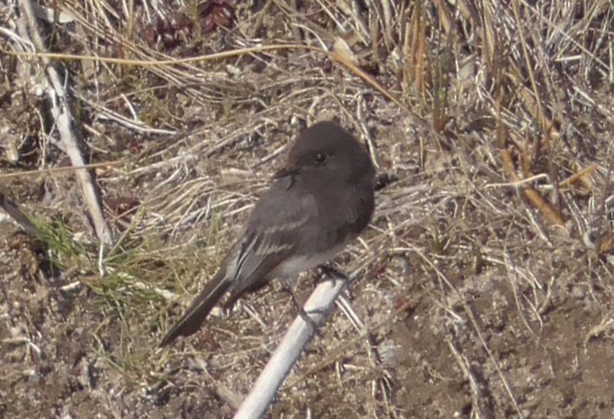 Black Phoebe - Bernard Morris