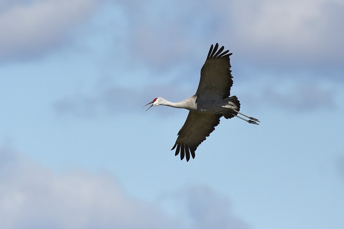 Sandhill Crane - ML89156031