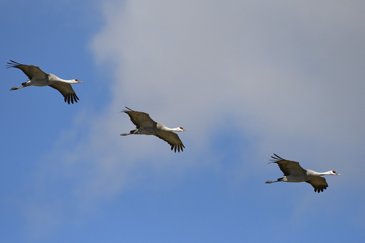 Sandhill Crane - ML89156041