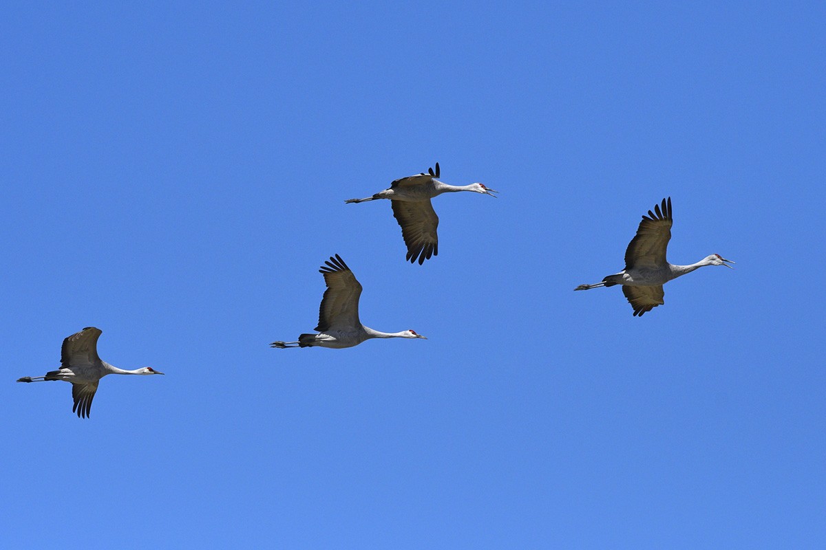 Sandhill Crane - ML89156051