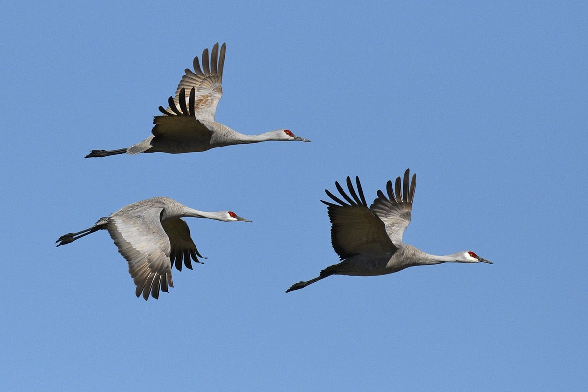 Sandhill Crane - ML89156061