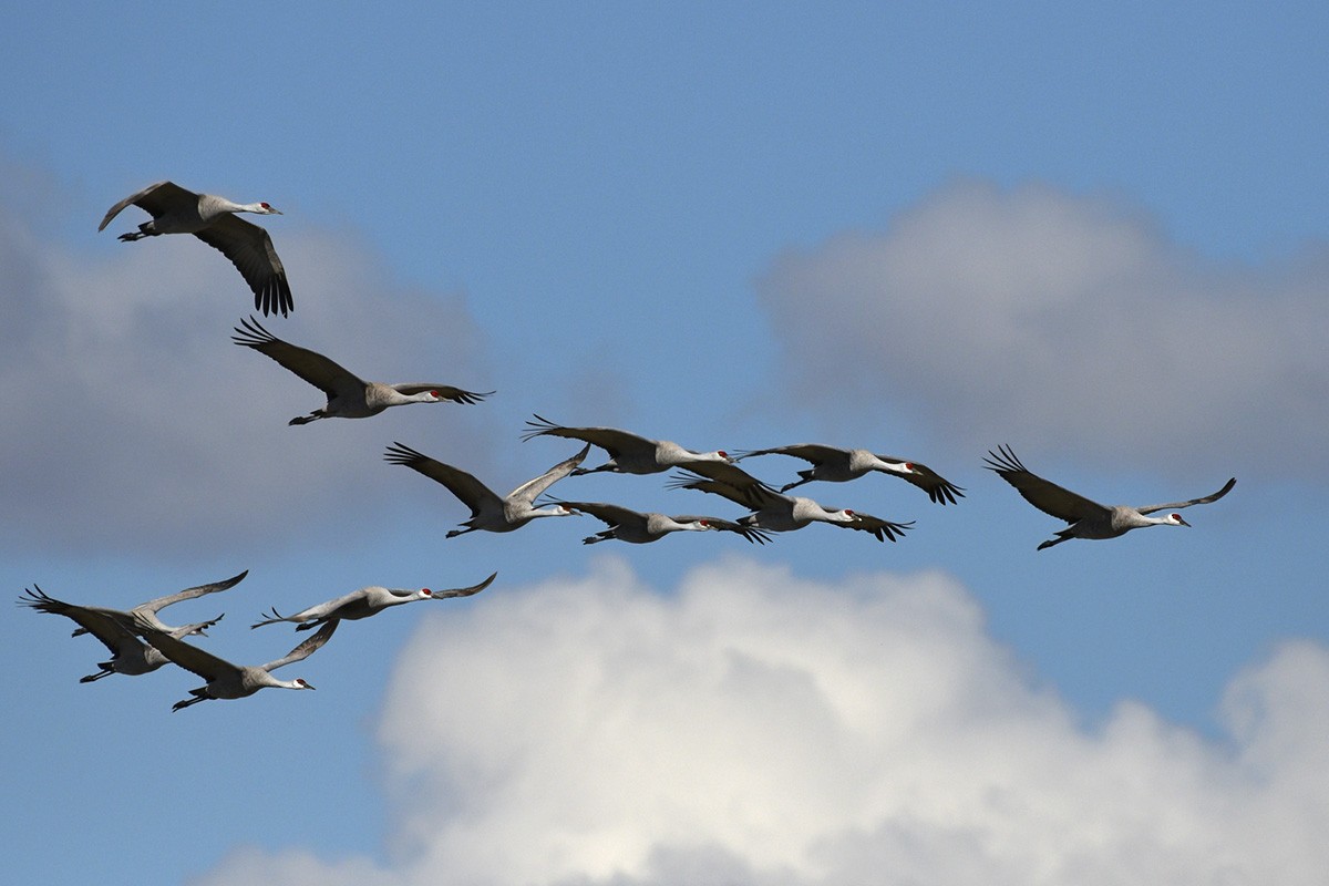 Sandhill Crane - ML89156081