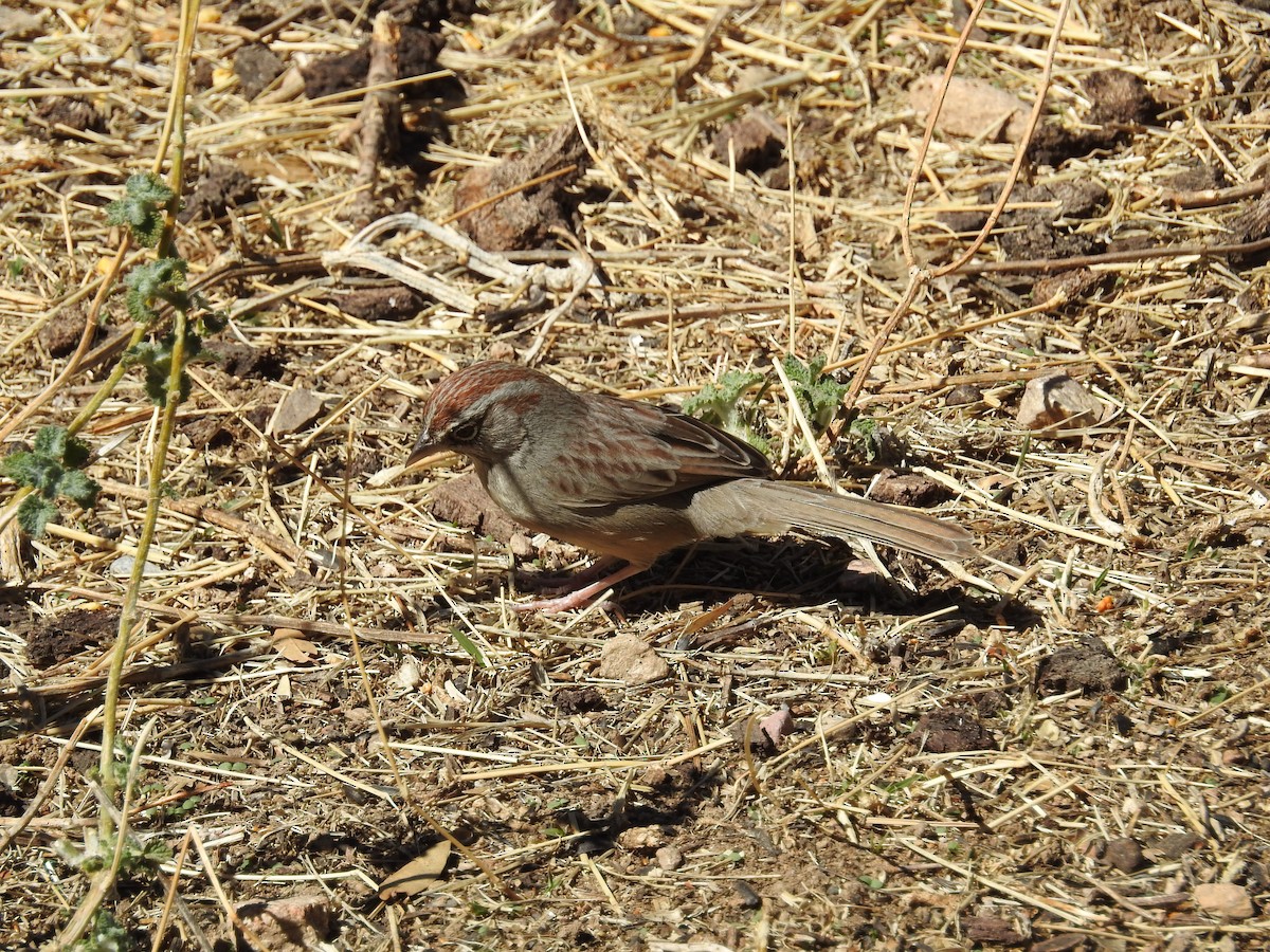 Rufous-crowned Sparrow - ML89156531