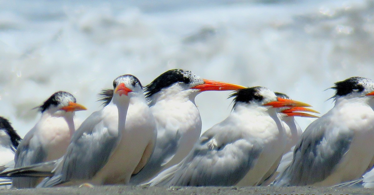 Elegant Tern - ML89157471