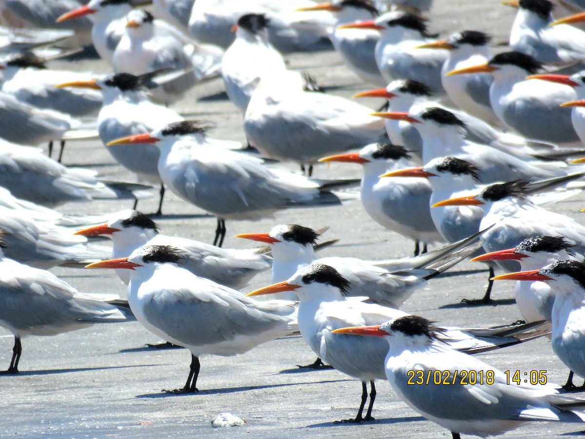 Elegant Tern - ML89158101