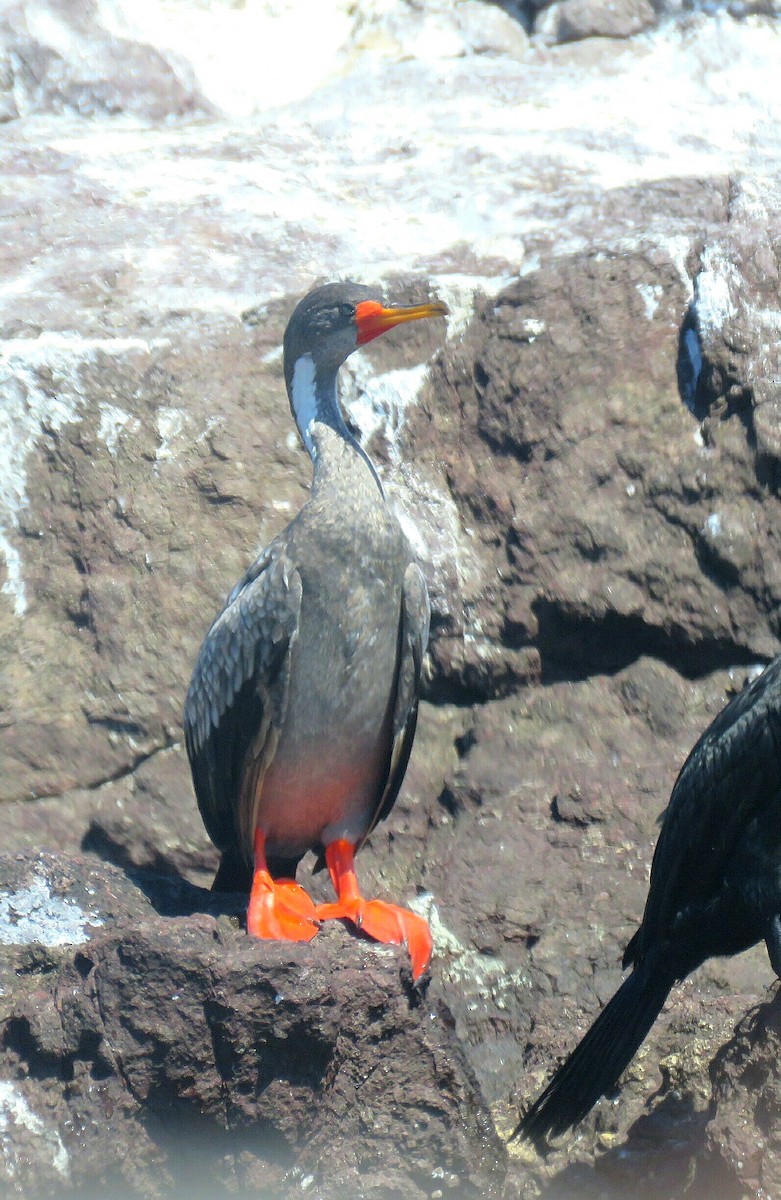 Red-legged Cormorant - ML89158121