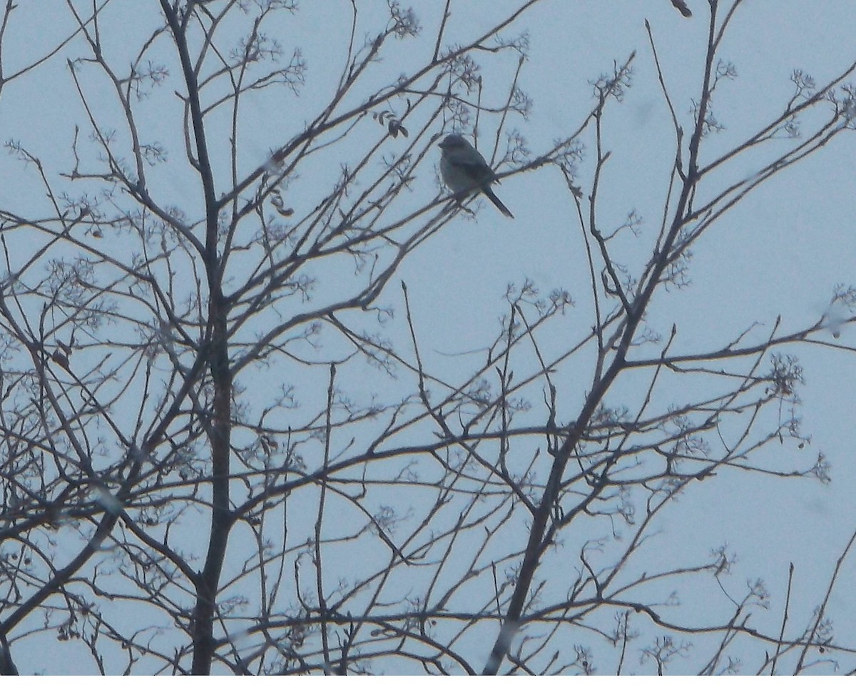 Northern Shrike - ML89159111