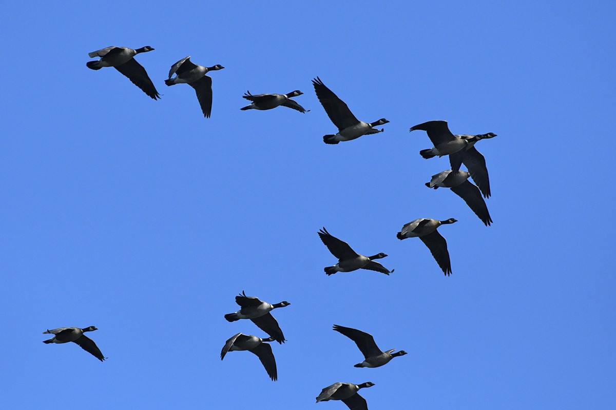 Cackling Goose - ML89159591