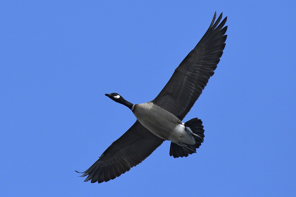 Cackling Goose - ML89159601