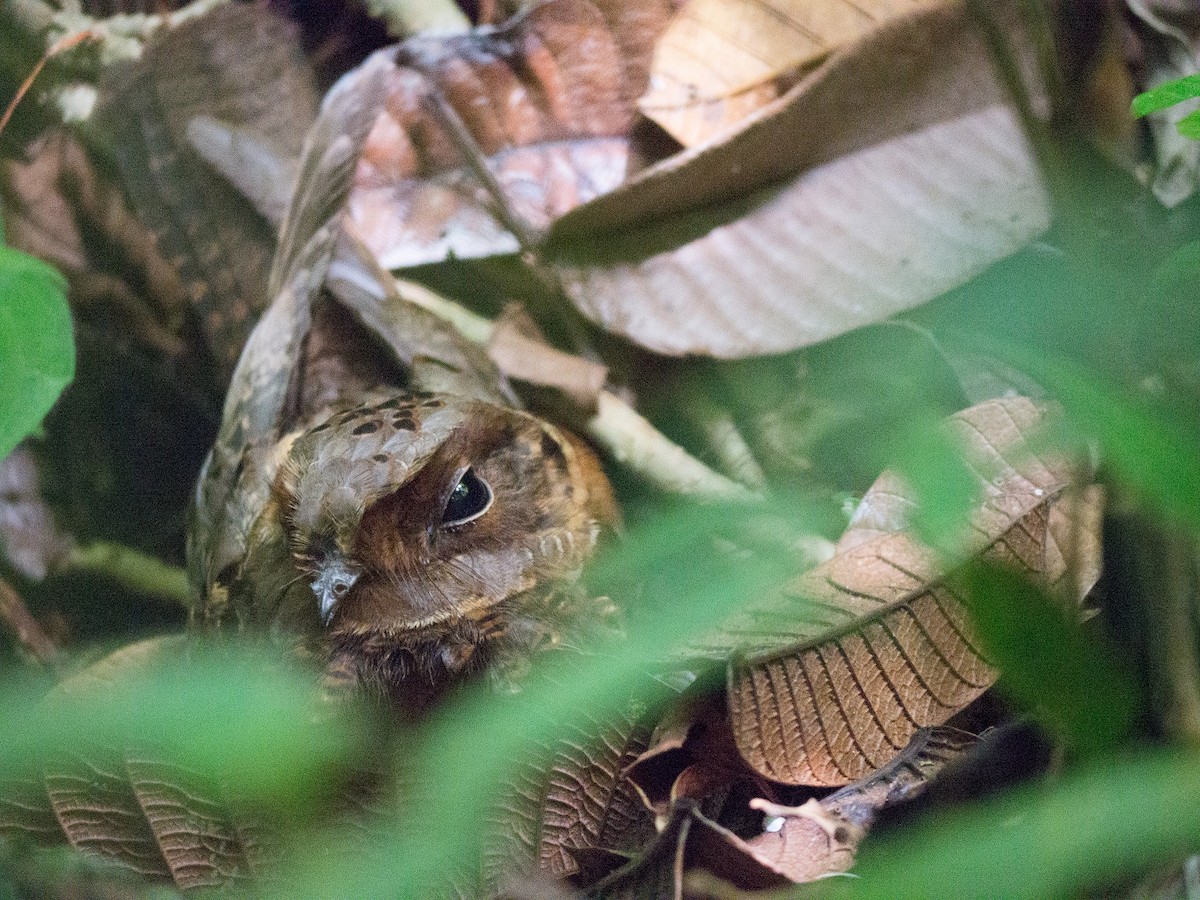 Collared Nightjar - ML89160181