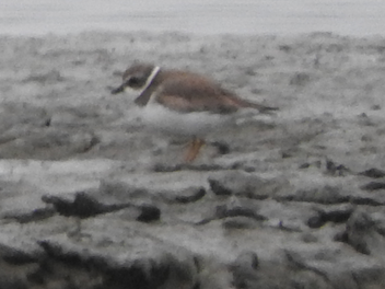 Semipalmated Plover - ML89160481