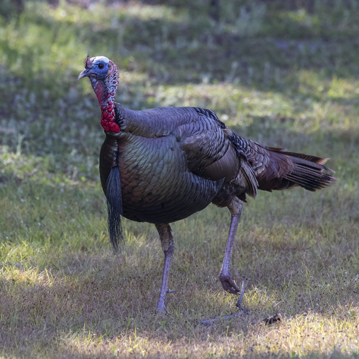 Wild Turkey - Peter Hawrylyshyn