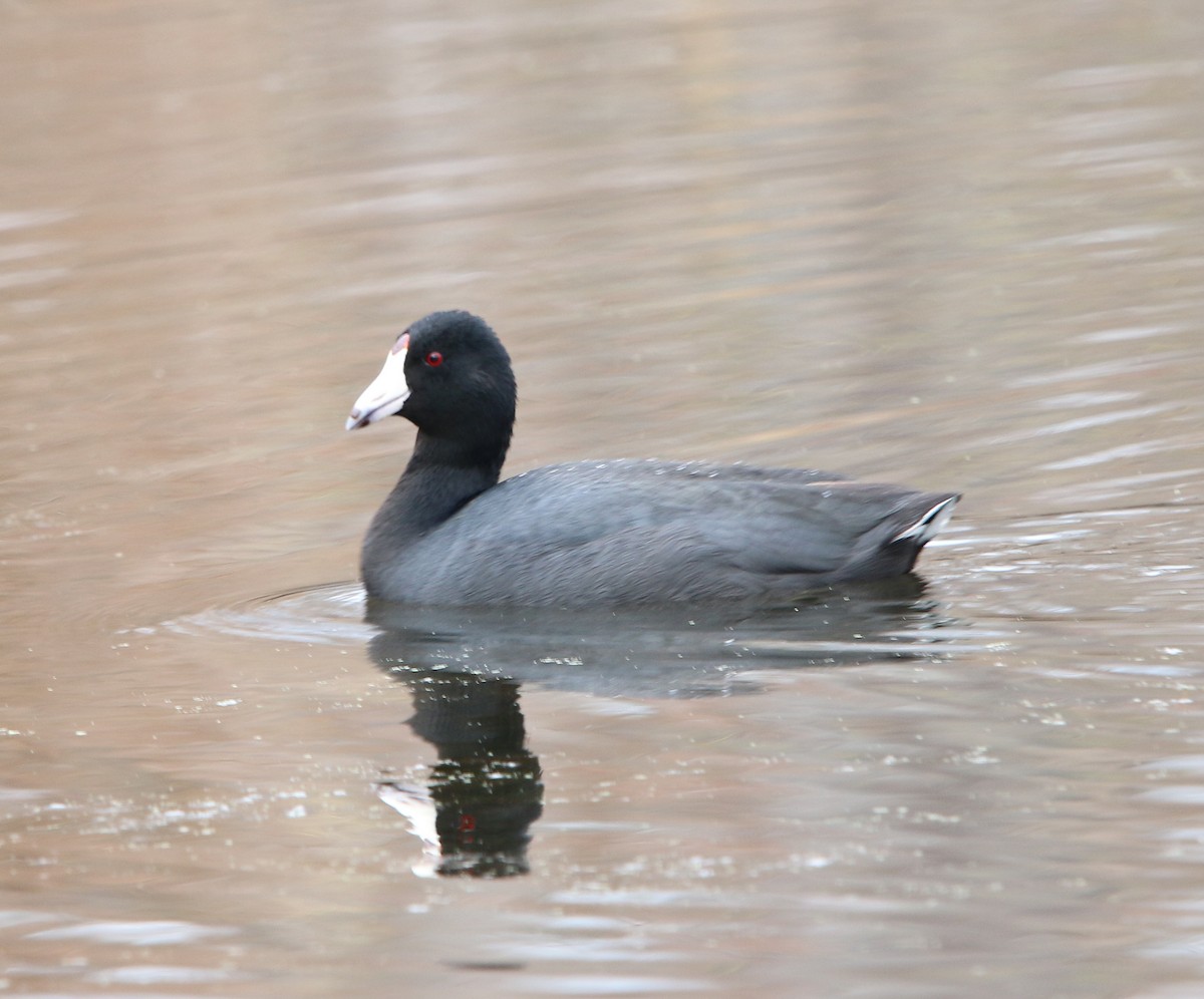 American Coot - ML89161711