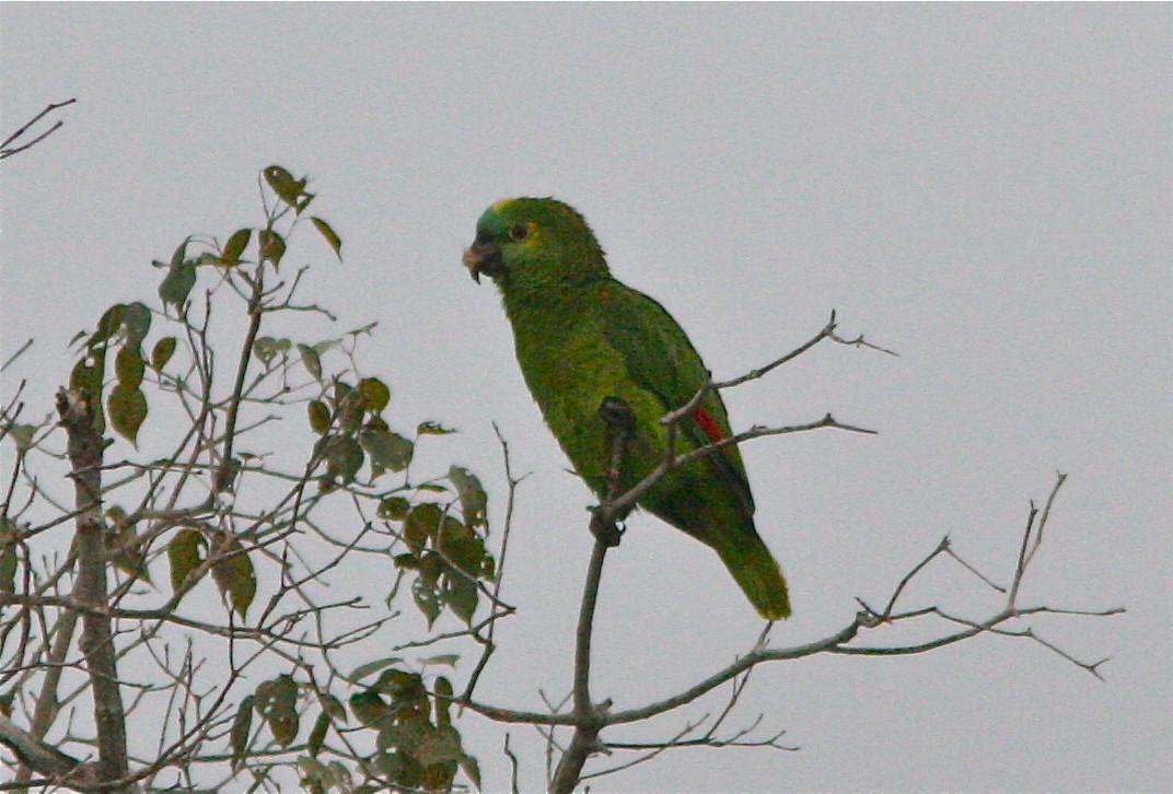 Turquoise-fronted Parrot - Don Roberson