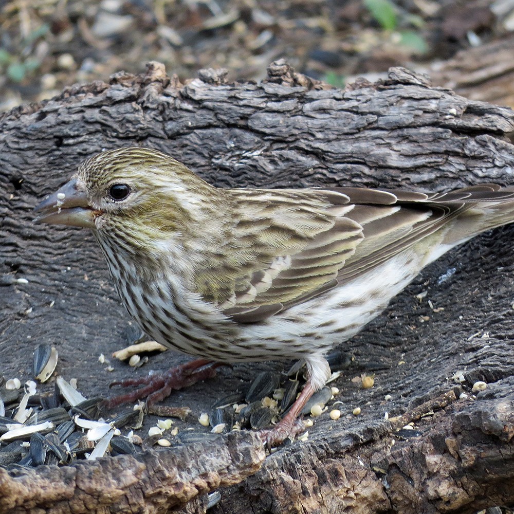 Cassin's Finch - Sheridan Coffey